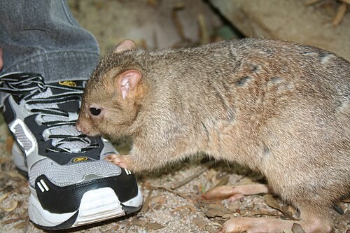 Burrowing bettong